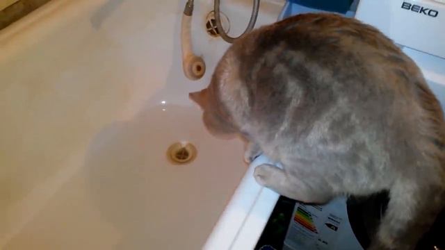 Кот говорит на Х. Я полез в ванну. Смешно до слёз смотреть онлайн