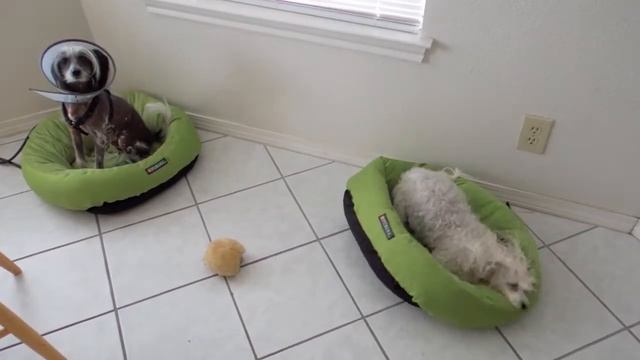 Wet Chinese Crested Powder Puff/ Crestado Chino/ Мокрая Пуховая Хохлатка смотреть онлайн