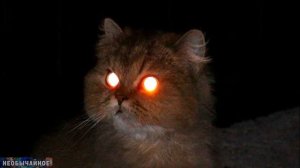 Могут Ли Кошки Видеть в Темноте? Всё, Что Нужно Знать о Ночном Кошачьем Зрении ¤ НЕОБЫЧАЙНОЕ