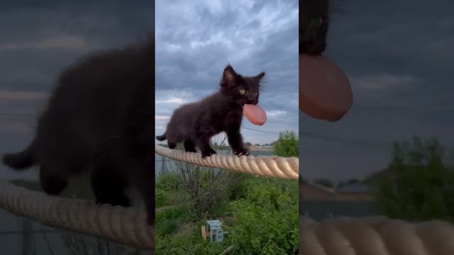 чипусик. смотреть онлайн