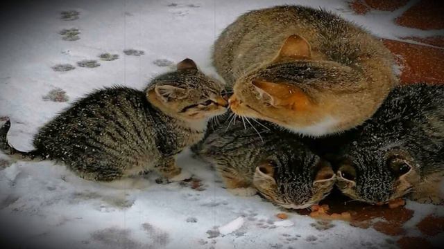 Отчаянная мать в мороз принесла котят к людям, и только через год вернулась сама и вот для чего. смотреть онлайн