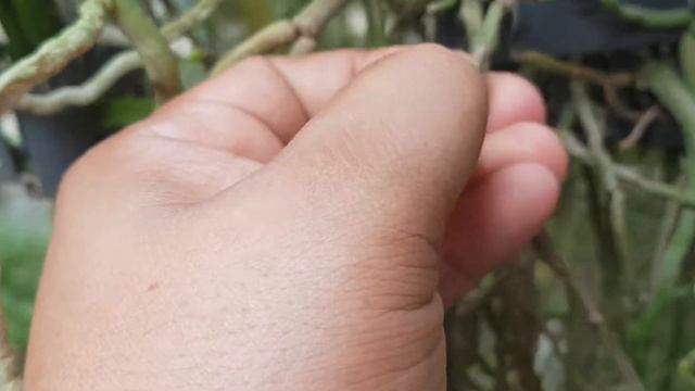 ORCHID ROOTS or FLOWER SPIKE? | How to identify them! смотреть онлайн