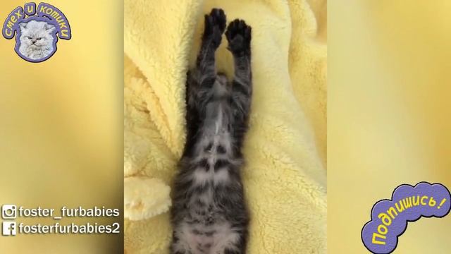 Очень Милый Полосатый Котёнок смотреть онлайн