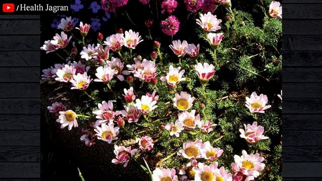अकरकरा के 8 फायदे | Anacyclus Pyrethrum for ED, Teeth, Cough and Cold - HEALTH JAGRAN смотреть онлайн