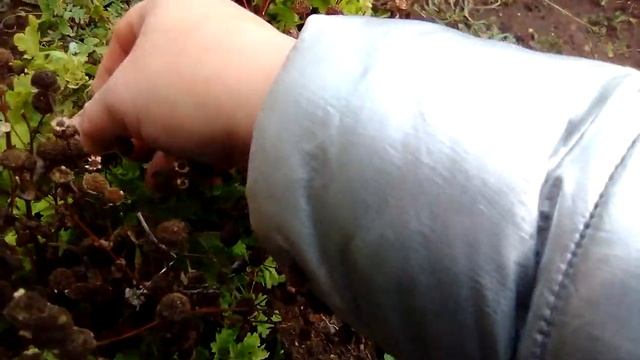 как собрать семена агератума и хризантемы