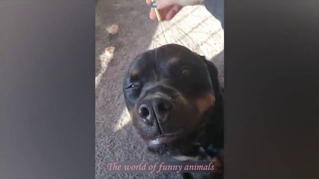 МИЛЫЕ КОТЫ И СОБАЧКИ 2021 ПРИКОЛЫ С ЖИВОТНЫМИ?ПОПРОБУЙ НЕ ЗАСМЕЯТЬСЯ САМЫЕ СМЕШНЫЕ КОТИКИ И ДРУГИЕ смотреть онлайн