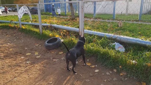 Стаффордширский терьер Зевс. Выступили в промежуточном классе.