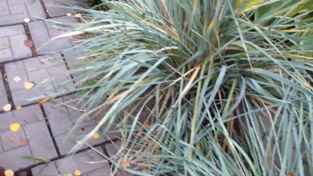 Работы в зоне у крыльца! Прогулка по саду! смотреть онлайн