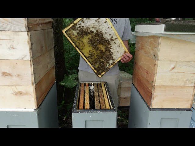 как я поступаю с семьями трутовками смотреть онлайн