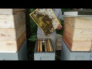 как я поступаю с семьями трутовками