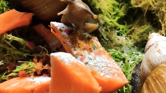 Как кушают улитки ахатины.Как выглядит рот у улитки смотреть онлайн