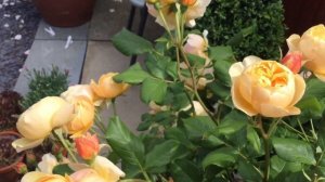 Rosa Roald Dahl | Rose Review | David Austin Rose