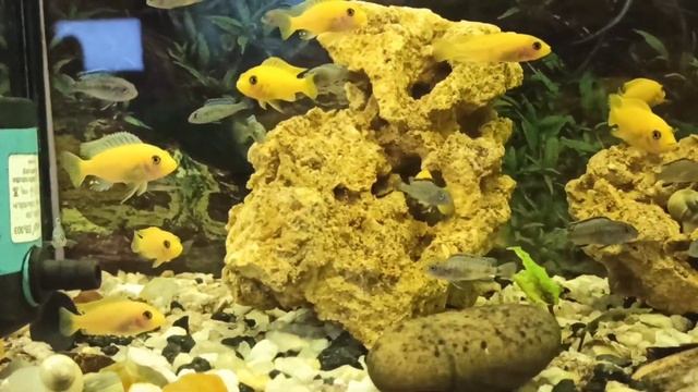 красная зебра 3 месяца и Пиндани 2 месяца ???? смотреть онлайн