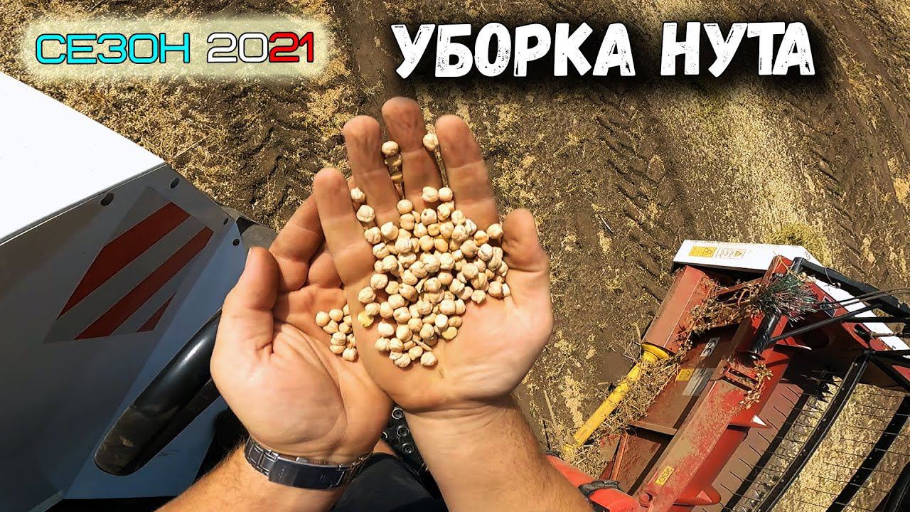 Убираем нут на Векторах 410. Сложности при уборке. смотреть онлайн