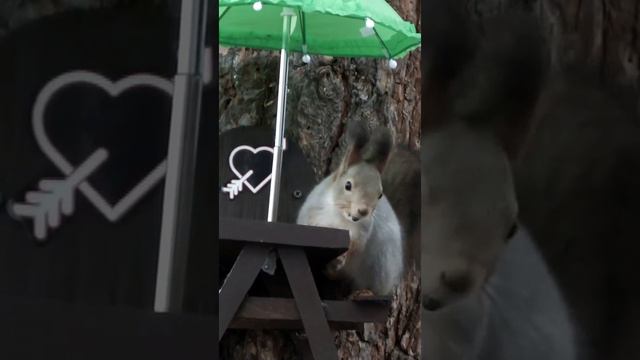 #shorts Белка сидит за столиком