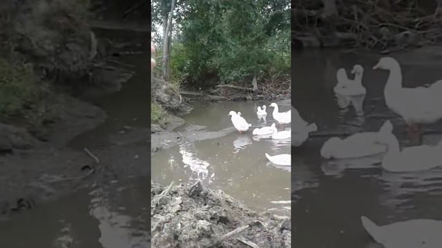Делаем плотину для рыб смотреть онлайн