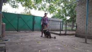 дрессировка 5-тимесячного щенка кавказской овчарки