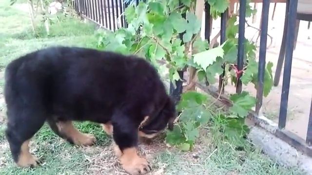 Rottweiler 9 weeks old смотреть онлайн