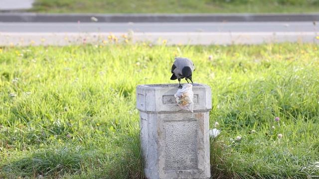 Ворона мусорит смотреть онлайн