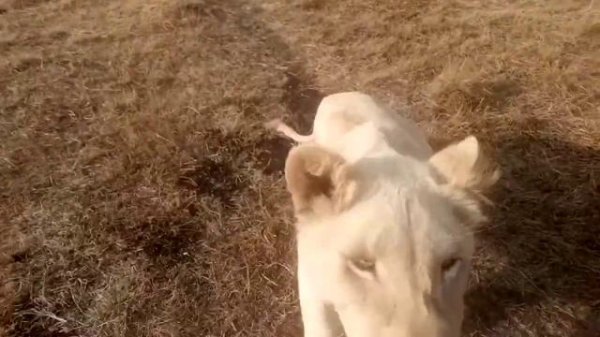 Introducing white lions. Знакомьтесь, белые львы