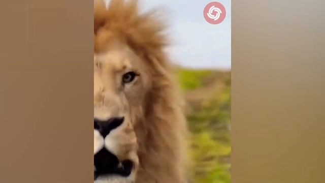 Animals Transformation - Animals Grow Up From Baby Cute Animals смотреть онлайн