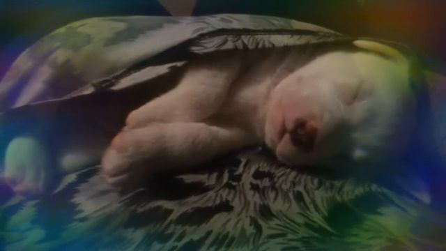 Цветные сны Умки)?? смотреть онлайн