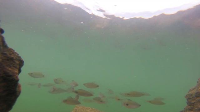 How Fish React to Bait **Underwater Bite Footage** смотреть онлайн