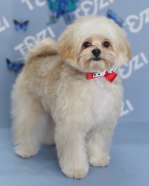 Стрижка мальтипу Винни🐾 в TEZI Раменки