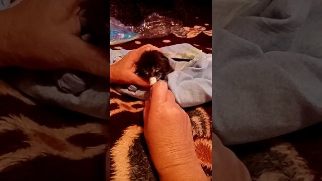 Кормим котёнка от которого отказалась кошка. смотреть онлайн