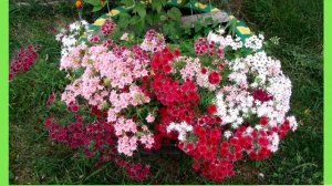 ЧТО ПОСЕЯТЬ В МАРТЕ: какие цветы посеять в марте? часть 2