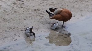 Парк Горького | Утка-огарь с утятами