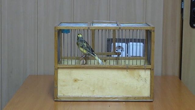 Кенар овсяночного напева. смотреть онлайн