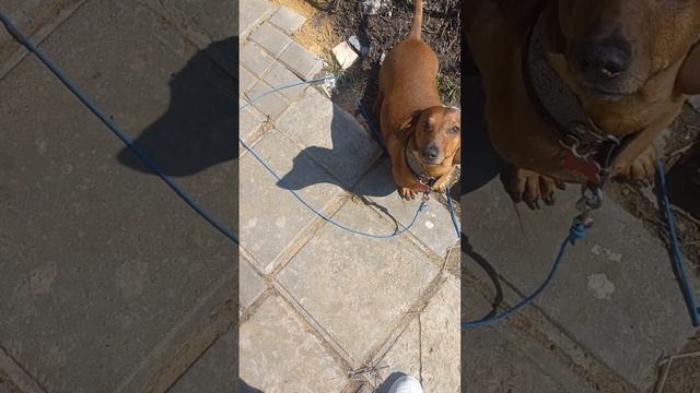 Джек рассел и Такса на передержке. смотреть онлайн