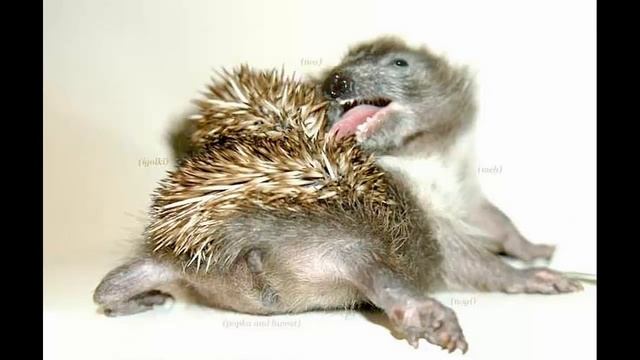Как ёжики вычесывают блох смотреть онлайн