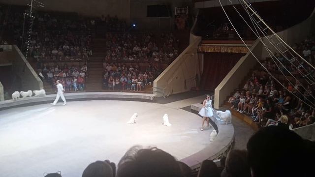 Шпицы выступают в цирке.  Spitz Perform In The Circus.