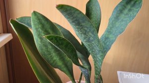 Сансевиерия Масониана. 12.08.2023.