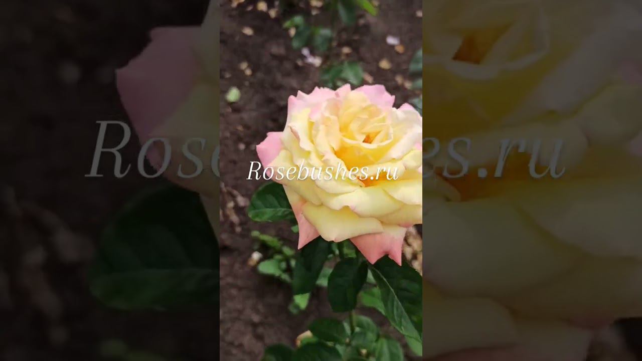 саженцы роз питомника растений rosebushes.ru смотреть онлайн