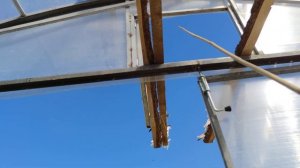 как  первый раз приучить ГОЛУБЕЙ летать..! (1 шаг к небу )