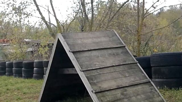 Мини буль терьер , почти пять месяцев. второе занятие у кинолога смотреть онлайн