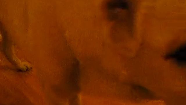 Среднеазиатская овчарка команда "стыдно" смотреть онлайн