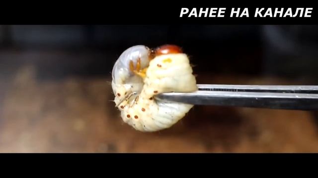 Готовка на Пикнике и Отдых на Природе