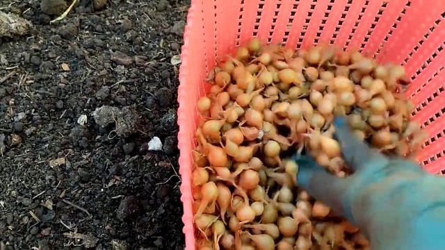 Осенний посев лука смотреть онлайн