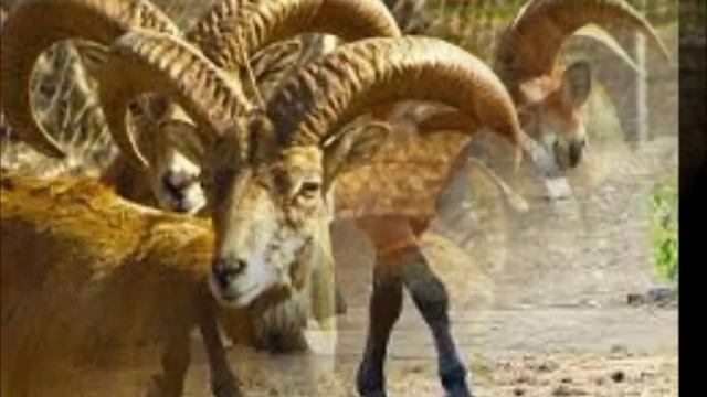 Красная книга Узбекистана. Животные. Биология смотреть онлайн