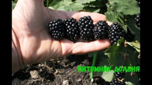 Новинки садоводства. Ликбез для начинающего садовода. https://www.pitomnikdolbnya.ru