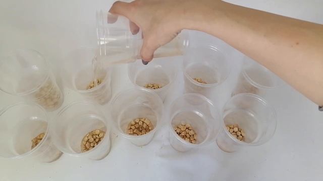 Пеларгония! Добавь этот СЕКРЕТНЫЙ ИНГРЕДИЕНТ и рассада будет на загляденье! смотреть онлайн