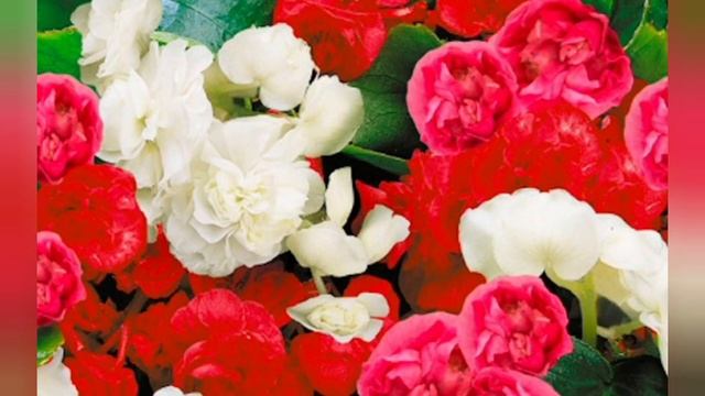 КАКИЕ ЦВЕТЫ и РАСТЕНИЯ МОЖНО ВЫРАЩИВАТЬ КАК ДОМА, ТАК И В САДУ? Украшение участка, дома, квартиры смотреть онлайн