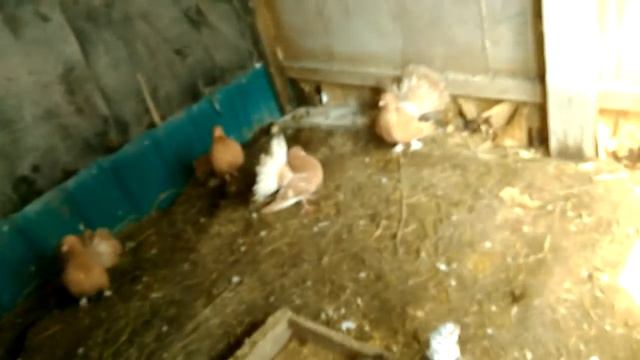 Обзор:самые красивые голуби.Часть 2 смотреть онлайн