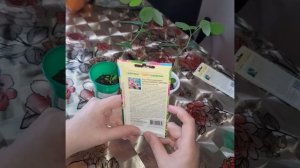 Баухиния (орхидейное дерево) из семян