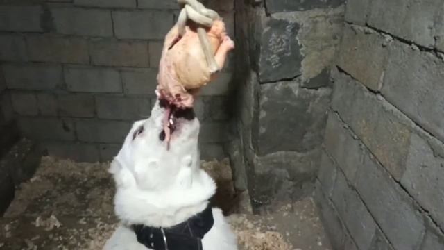 ASMR DOG ( ХОДА ) Грузинская горная собака НАГАЗИ смотреть онлайн