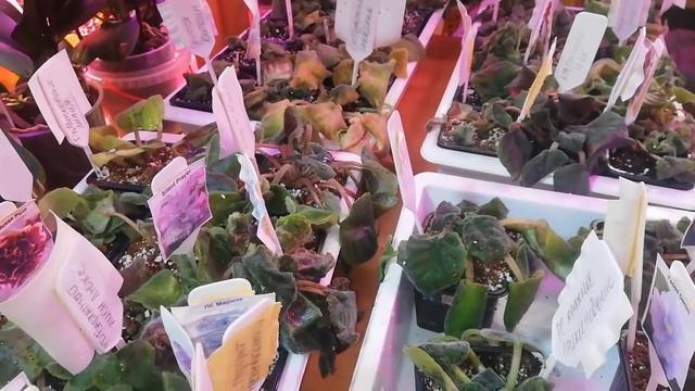 Спасаем Фиалки смотреть онлайн
